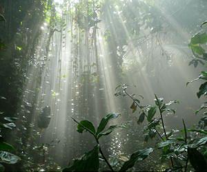 Plants moderate climate warming