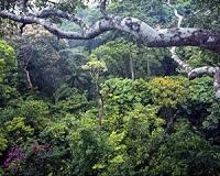 New maps highlight habitat corridors in the tropics
