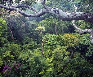 Tropical forest carbon absorption may hinge on an odd couple