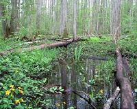 Natural mechanism could lower emissions from tropical peatlands
