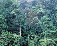 Study: Flora not flourishing in tropics
