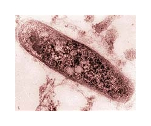 Researchers unveil promising TB drug cocktail