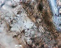 Craters Could Be Promising Sites to Look for Life