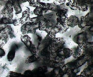 Fossil find may be Earth's earliest life