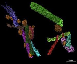 Feast clue to smell of ancient earth