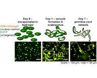 Houston team one step closer to growing capillaries