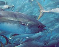 Activists tackle tuna fishers in Pacific