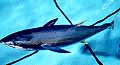 Pop Up Tags Track Tuna From Space