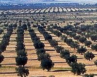 Spain's Balearic Islands hit by deadly olive tree bacteria
