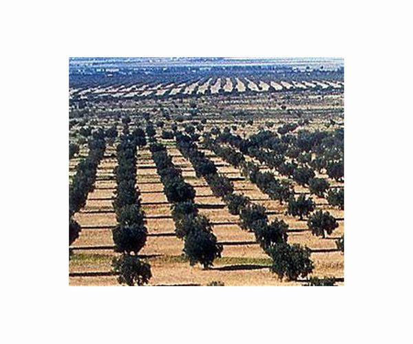 Defiant Lebanese harvest olives in the shadow of war