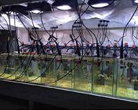 A balanced diet is good for corals too, study finds