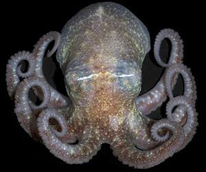 Antarctic octopuses 10,000km apart genetically similar