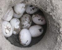 Malaysian police seize smuggled turtle eggs: official