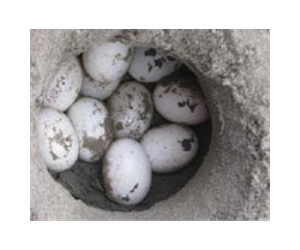 Malaysian police seize smuggled turtle eggs
