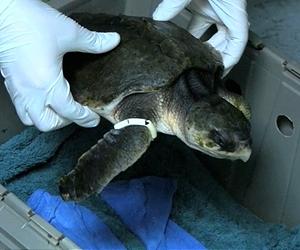 US urges focus on clean-up, sea damage after BP spill