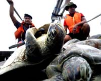 Malaysia Seizes Lizards Tortoises Illegally Bound For Thailand