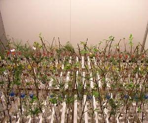 Warm winters let trees sleep longer