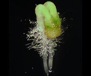 Link between vitamin C and twins can increase seed production in crops