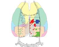 Study shows how memories ripple through the brain