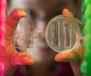 Biochar quiets microbes, including some plant pathogens