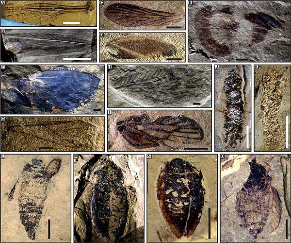 Ancient fossilized brains of stanleycaris prompts rethink on evolution of insects