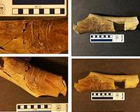 It's a Tyrannosaur-eat-Tyrannosaur world