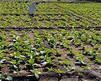 Background radiation in UAE's agricultural topsoil found to be lower than global average