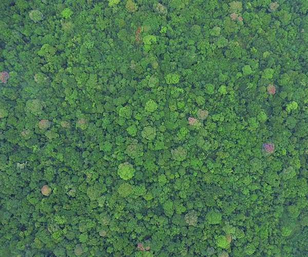 Capturing carbon with crops, trees and bioenergy