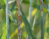 Gene discovery may halt worldwide wheat epidemic