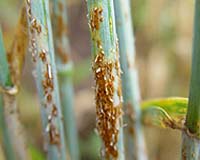 Plant Pathologists Fighting Global Threat To Wheat Supply