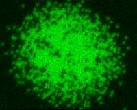 Ultracold atoms point toward an intriguing magnetic behavior