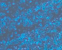 A different type of 2-D semiconductor