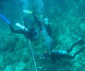 Rising ocean temperatures harm protected coral reefs