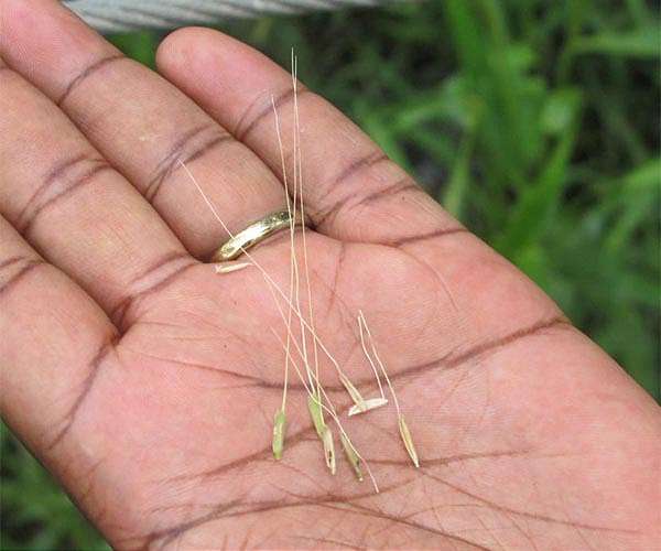 Zero plant extinction is possible, says plant ecologist
