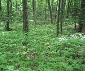 Scientists forecast forest carbon loss