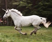 Tech 'unicorns' face tougher road for funds: survey