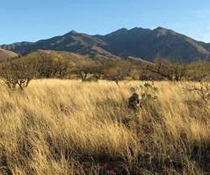 Plants adapt to drought but limits are looming