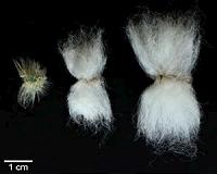 Genetic road map may bring about better cotton crops