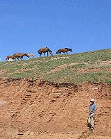Ecosystem Remodelling Among Vertebrates During Permian-Triassic Extinction