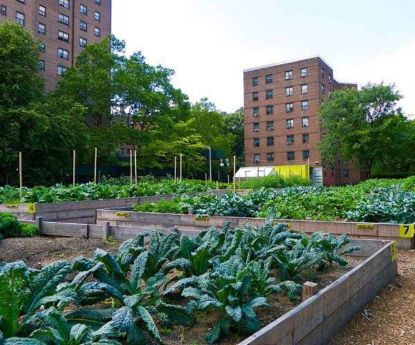 No paving stone unturned in Dutch garden greening contest