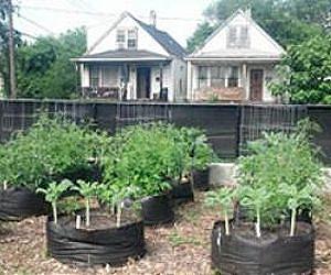 Urban agriculture: The potential and challenges of producing food in cities