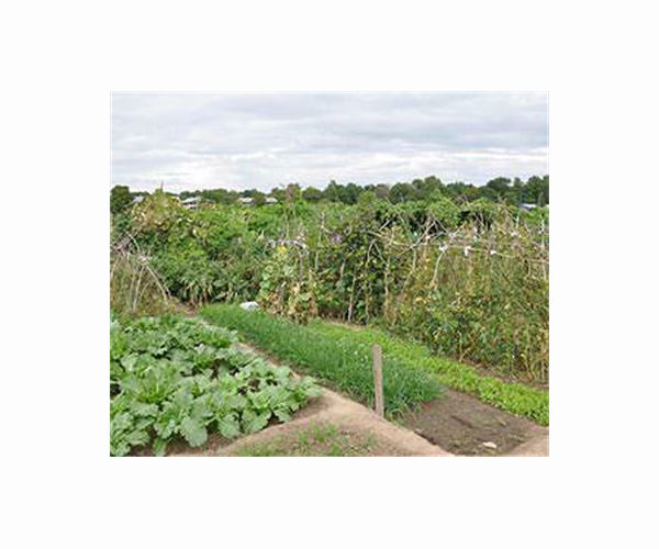 In London, rail-side gardening blossoms during pandemic