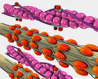 Army bio-inspired theoretical research may make robots more effective on the future battlefield