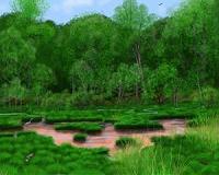 Eastern forests shaped more by Native Americans' burning than climate change
