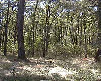 Humans Fostering Forest-Destroying Disease
