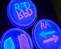 Arkansas Air National Guard to install UV lights to prevent COVID spread