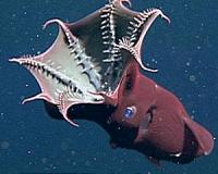 Aptly named vampire squids enjoy long lives in the dark