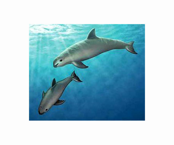 US calls for talks with Mexico on endangered porpoise
