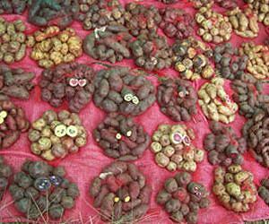 New Genetic Map of Potato May Lead to Improved Crops