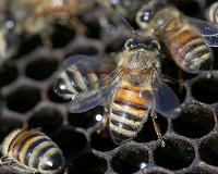 Another species of Varroa mite threatens European honeybees